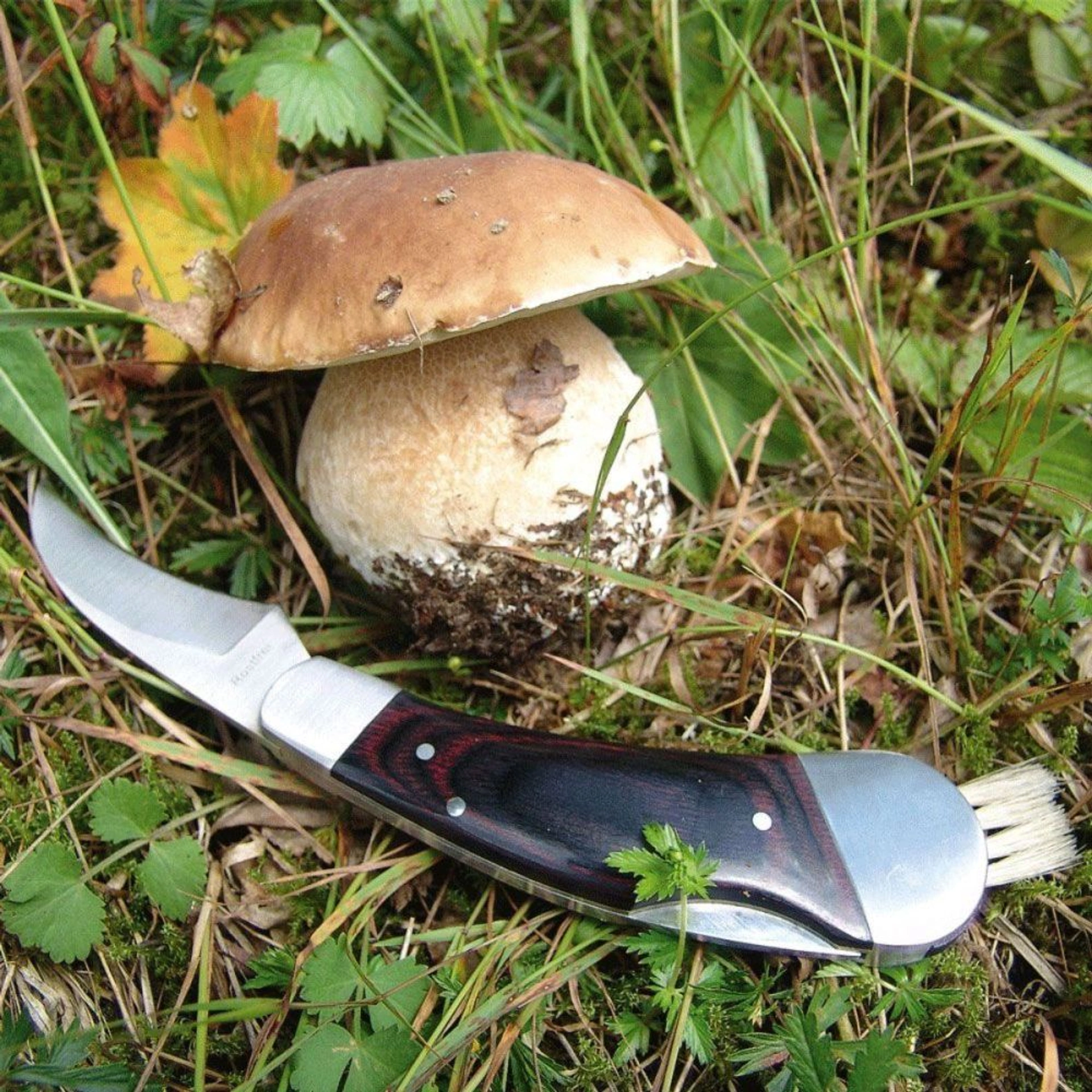 Ніж складаний Schwarzwolf Pilz - Коричневий
